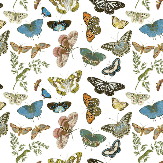 Fairhope Graphics - Butterflies and Moths Gift Wrap Single Sheet