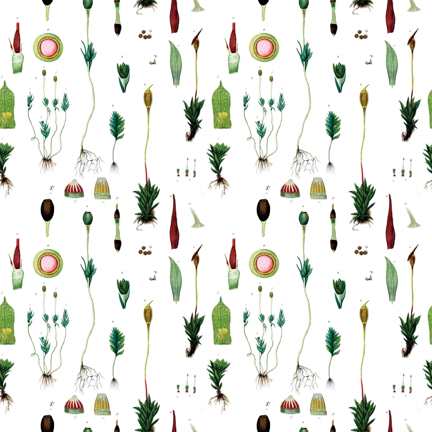 Fairhope Graphics - Moss Gift Wrap