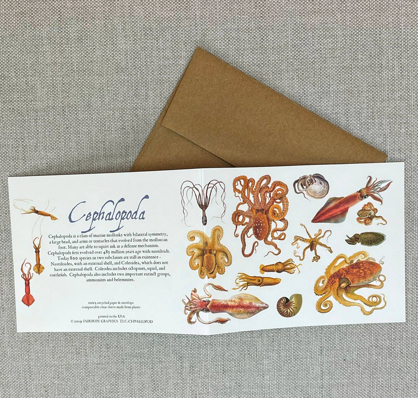 Fairhope Graphics - Cephalopods Card