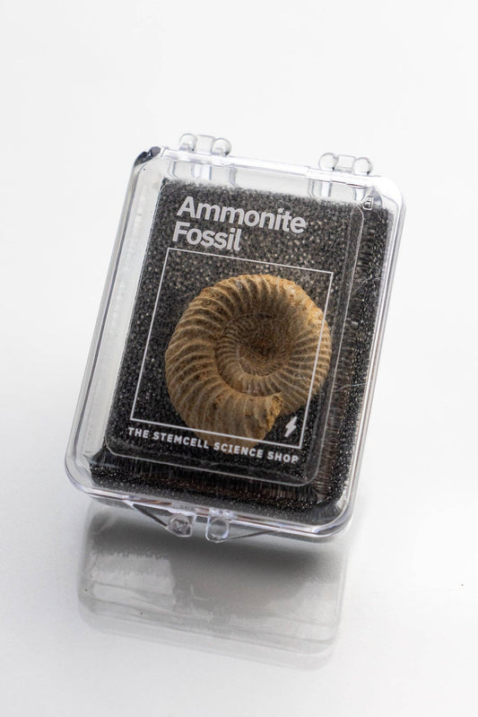 Stemcell Science Shop - Ammonite Fossil