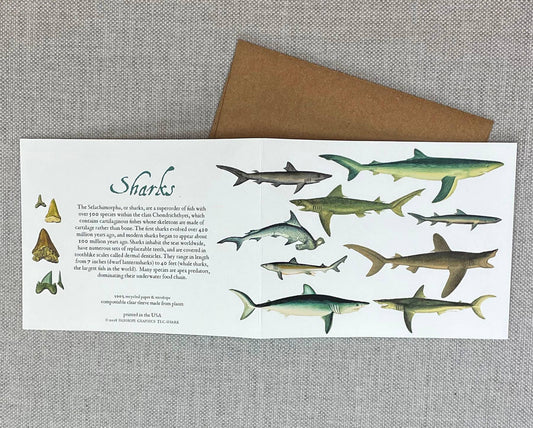 Fairhope Graphics - Sharks Card