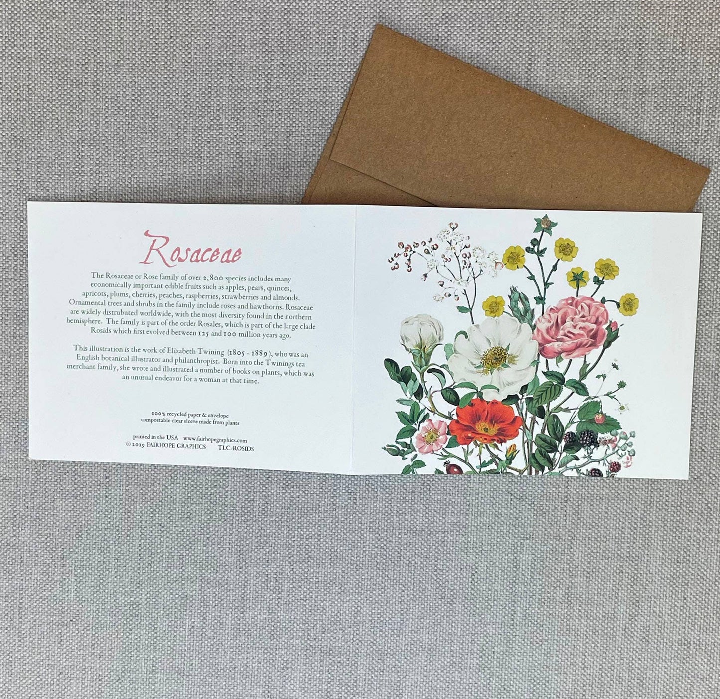 Roses Card - Rosaceae