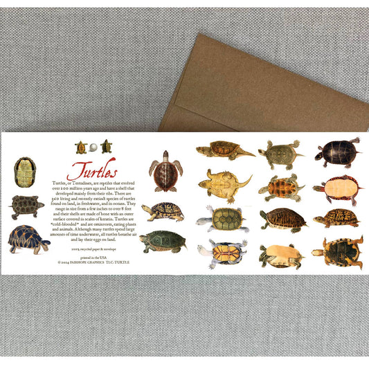 Fairhope Graphics - Turtles Card