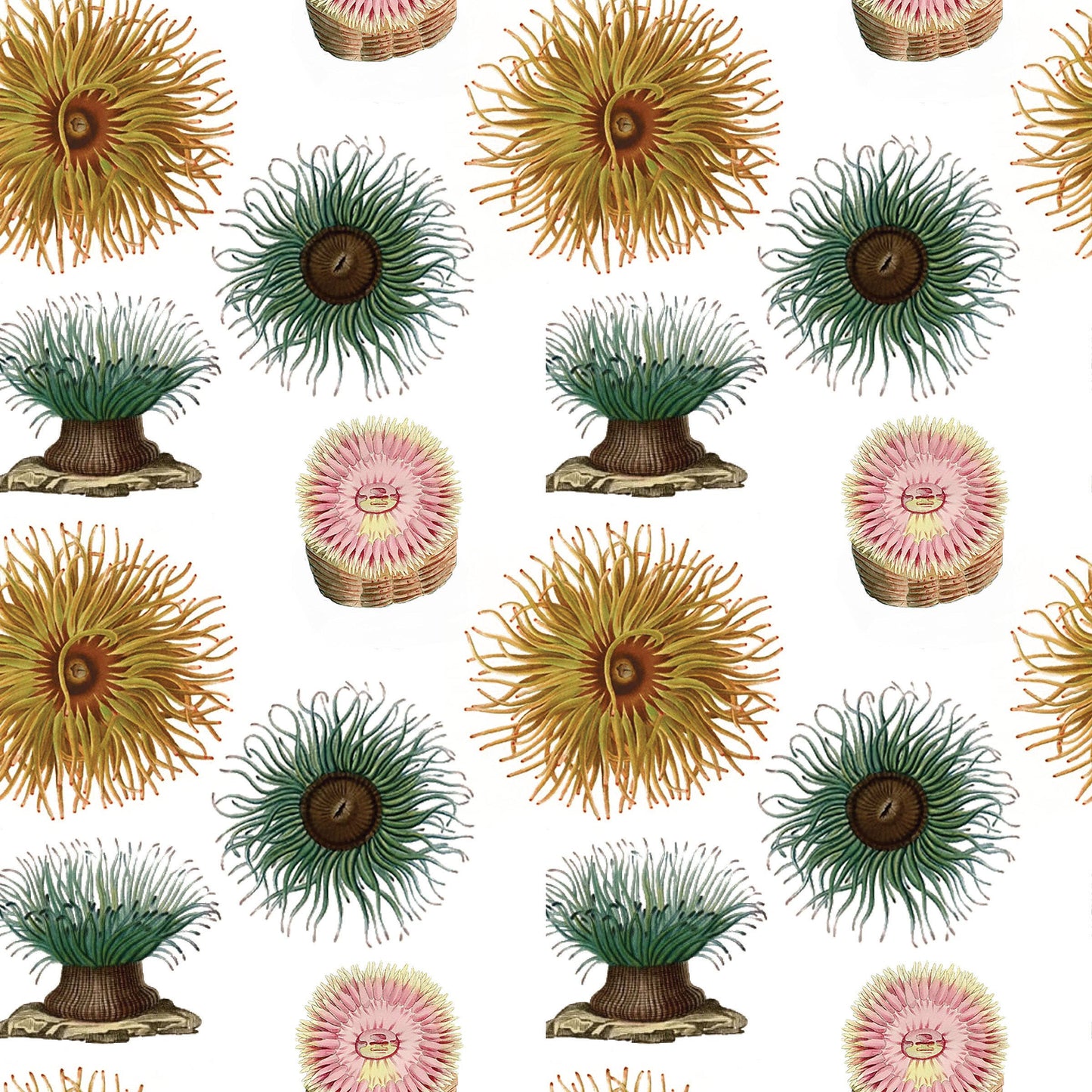 Sea Anemones Gift Wrap