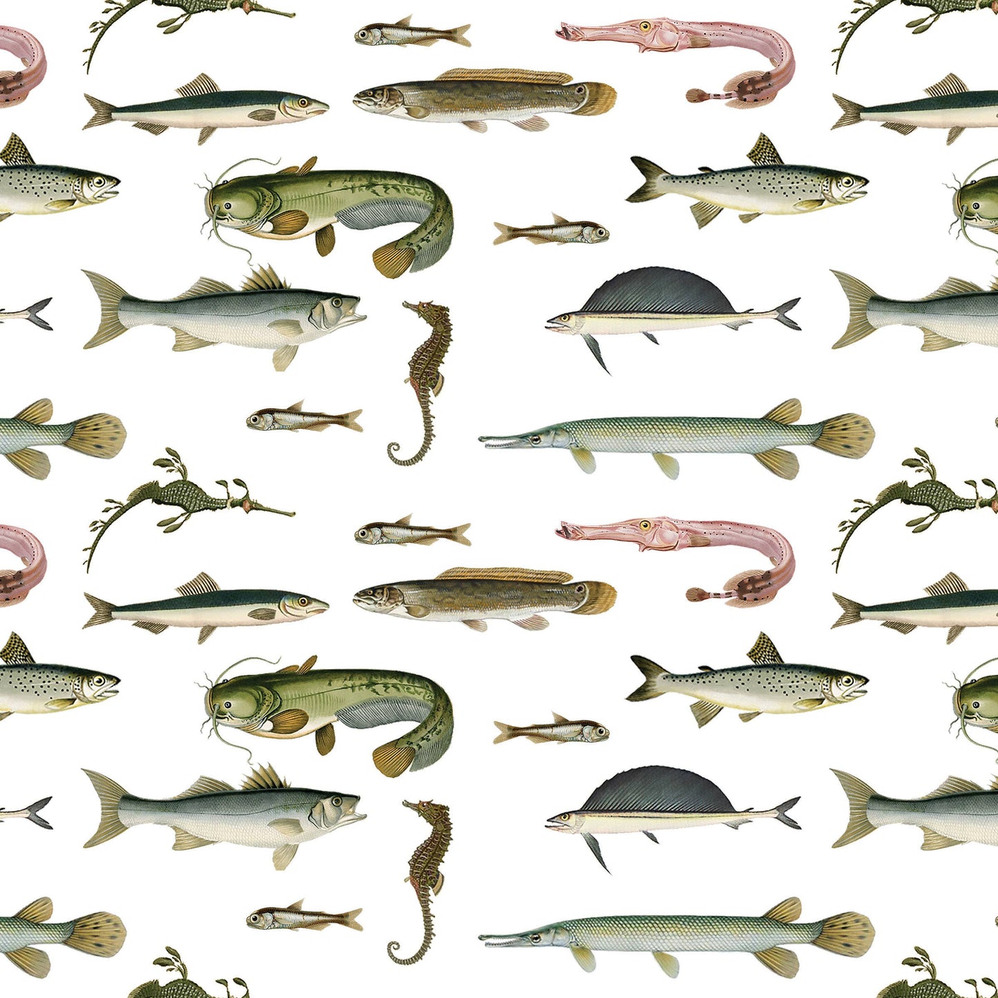 Rayfinned Fishes Gift Wrap Single Sheet