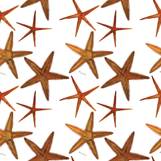 Fairhope Graphics - Sea Stars Gift Wrap