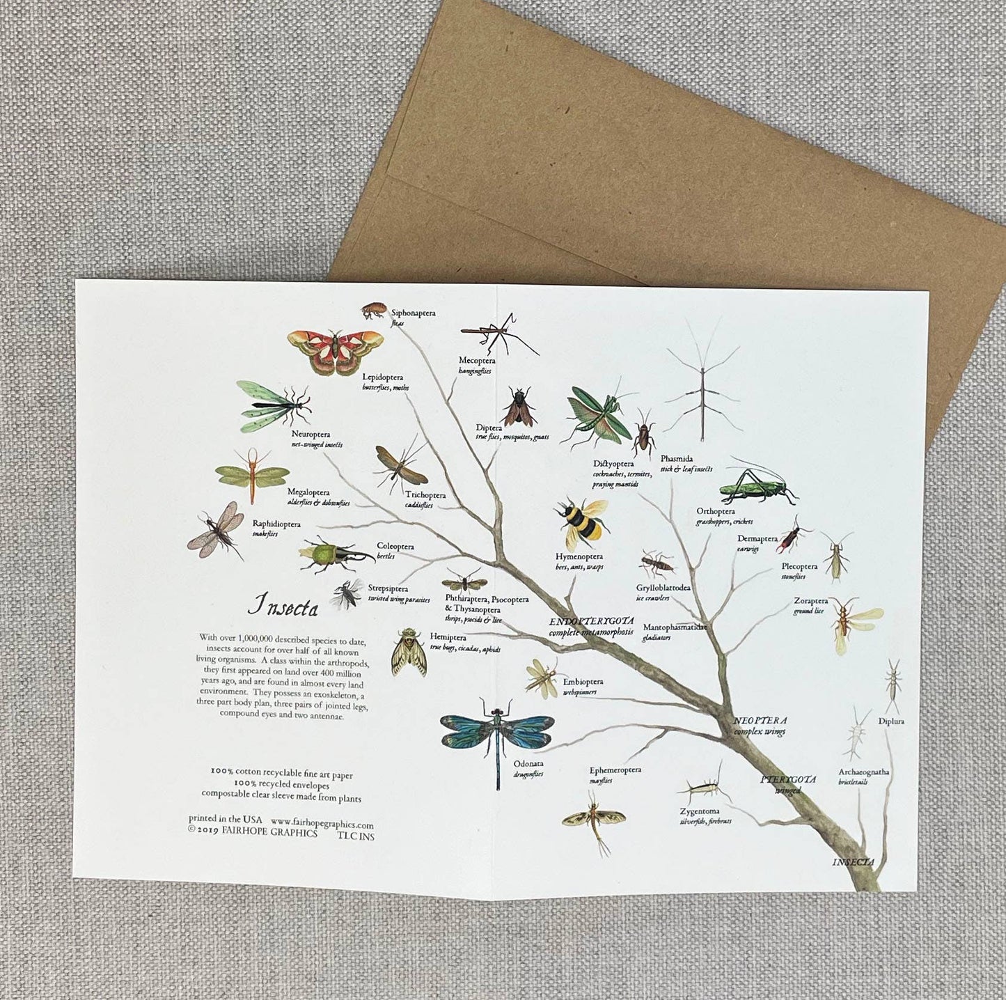 Insects Branch Card