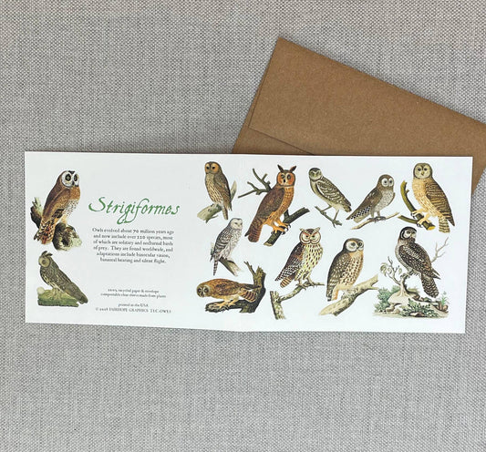 Fairhope Graphics - Owls Card